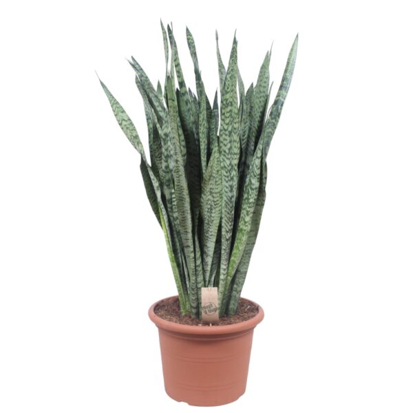 Sansevieria Zeylenica en pot Ø35cm. Plante verte type Sansevieria Zeylenica, livrée en pot, idéale pour intérieur lumineux.