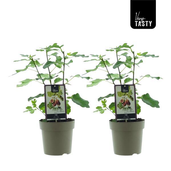 Ficus Precose De Dalmatie (15020) en pot Ø15cm  Hauteur 40cm. Plante verte type Ficus Precose De Dalmatie (15020), livrée en pot, idéale pour intérieur lumineux.