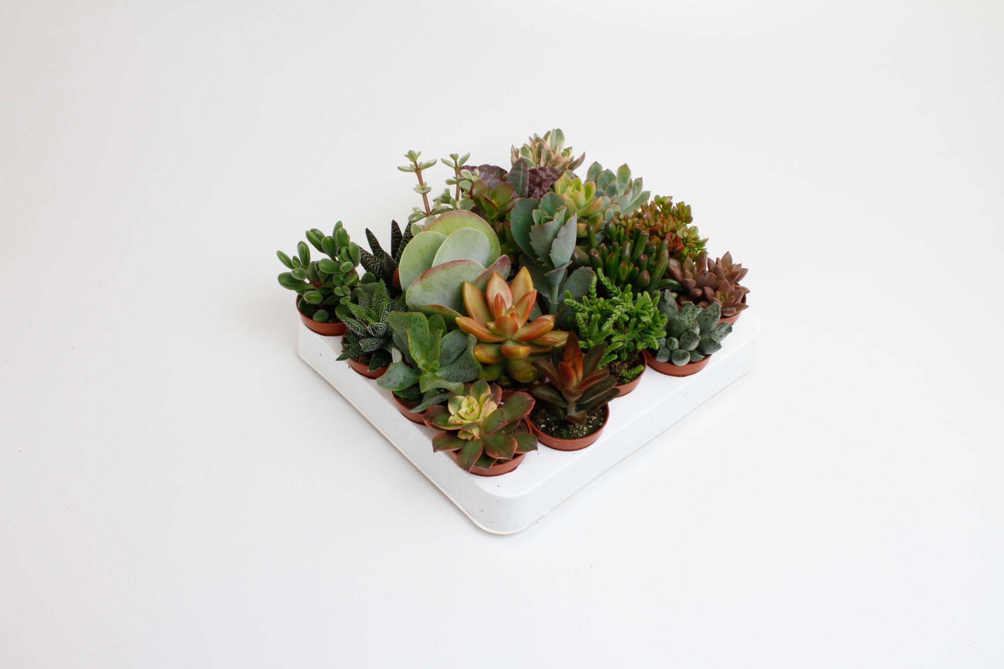 Succulenten Mix en pot Ø5cm  Hauteur 10cm. Plante verte type Succulenten Mix, livrée en pot, idéale pour intérieur lumineux.