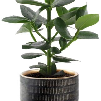Clusia Rosea Princess en pot Ø12cm  Hauteur 15cm. Plante verte type Clusia Rosea Princess, livrée en pot, idéale pour intérieur lumineux.