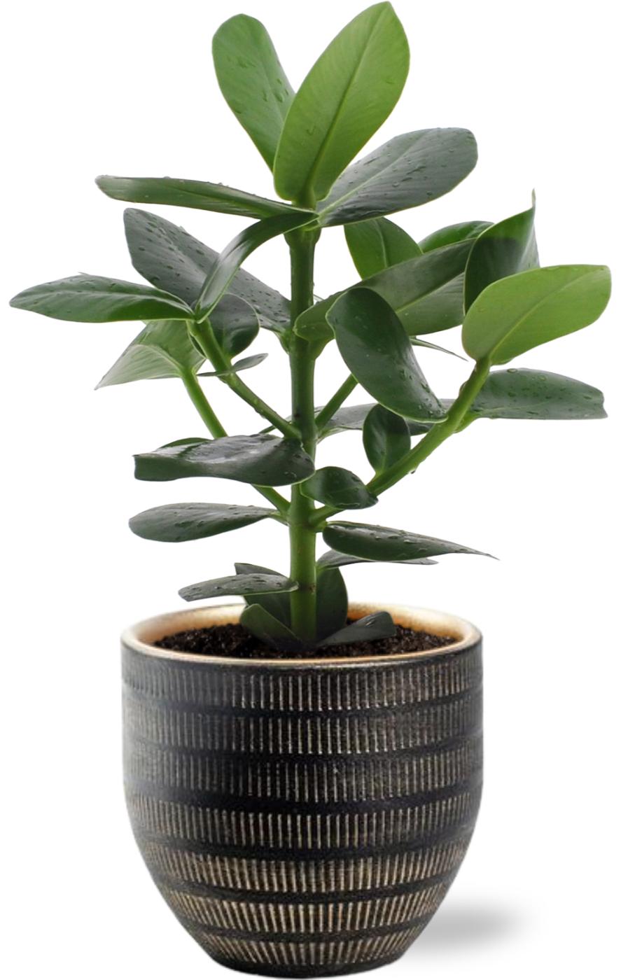 Clusia Rosea Princess en pot Ø12cm  Hauteur 15cm. Plante verte type Clusia Rosea Princess, livrée en pot, idéale pour intérieur lumineux.