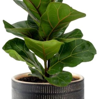 Ficus Lyrata en pot Ø12cm  Hauteur 30cm. Plante verte type Ficus Lyrata, livrée en pot, idéale pour intérieur lumineux.