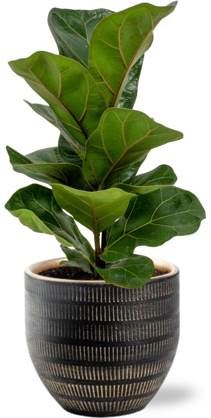 Ficus Lyrata en pot Ø12cm  Hauteur 30cm. Plante verte type Ficus Lyrata, livrée en pot, idéale pour intérieur lumineux.