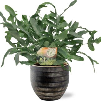 Phlebodium Blue Star en pot Ø12cm  Hauteur 35cm. Plante verte type Phlebodium Blue Star, livrée en pot, idéale pour intérieur lumineux.