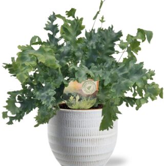 Phlebodium Davana en pot Ø12cm  Hauteur 35cm. Plante verte type Phlebodium Davana, livrée en pot, idéale pour intérieur lumineux.