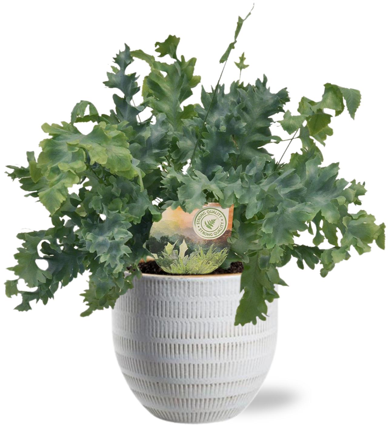 Phlebodium Davana en pot Ø12cm  Hauteur 35cm. Plante verte type Phlebodium Davana, livrée en pot, idéale pour intérieur lumineux.