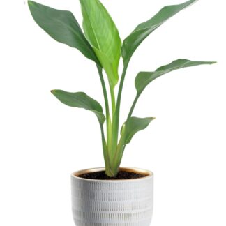 Strelitzia Reginea en pot Ø12cm  Hauteur 40cm. Plante verte type Strelitzia Reginea, livrée en pot, idéale pour intérieur lumineux.