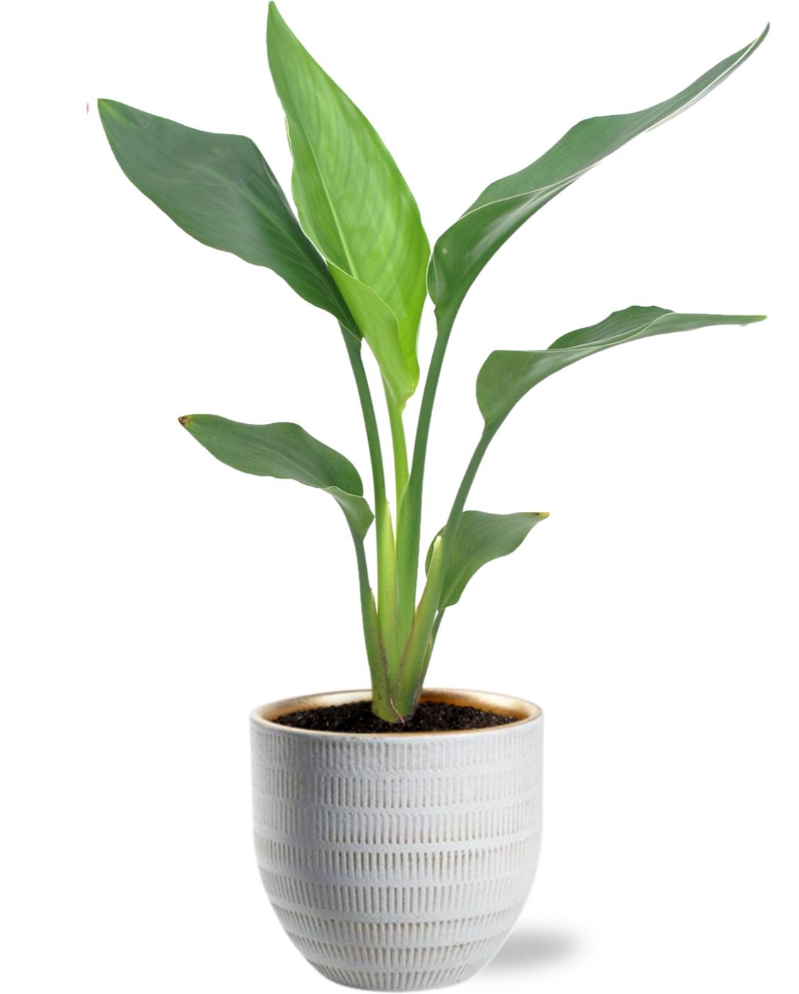 Strelitzia Reginea en pot Ø12cm  Hauteur 40cm. Plante verte type Strelitzia Reginea, livrée en pot, idéale pour intérieur lumineux.