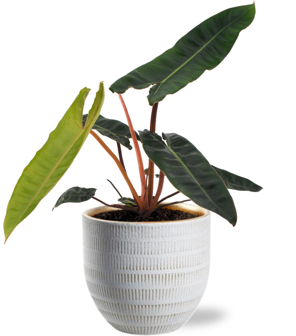 Philodendron Billietiae en pot Ø12cm  Hauteur 25cm. Plante verte type Philodendron Billietiae, livrée en pot, idéale pour intérieur lumineux.