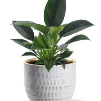 Philodendron Green Princess en pot Ø12cm  Hauteur 25cm. Plante verte type Philodendron Green Princess, livrée en pot, idéale pour intérieur lumineux.