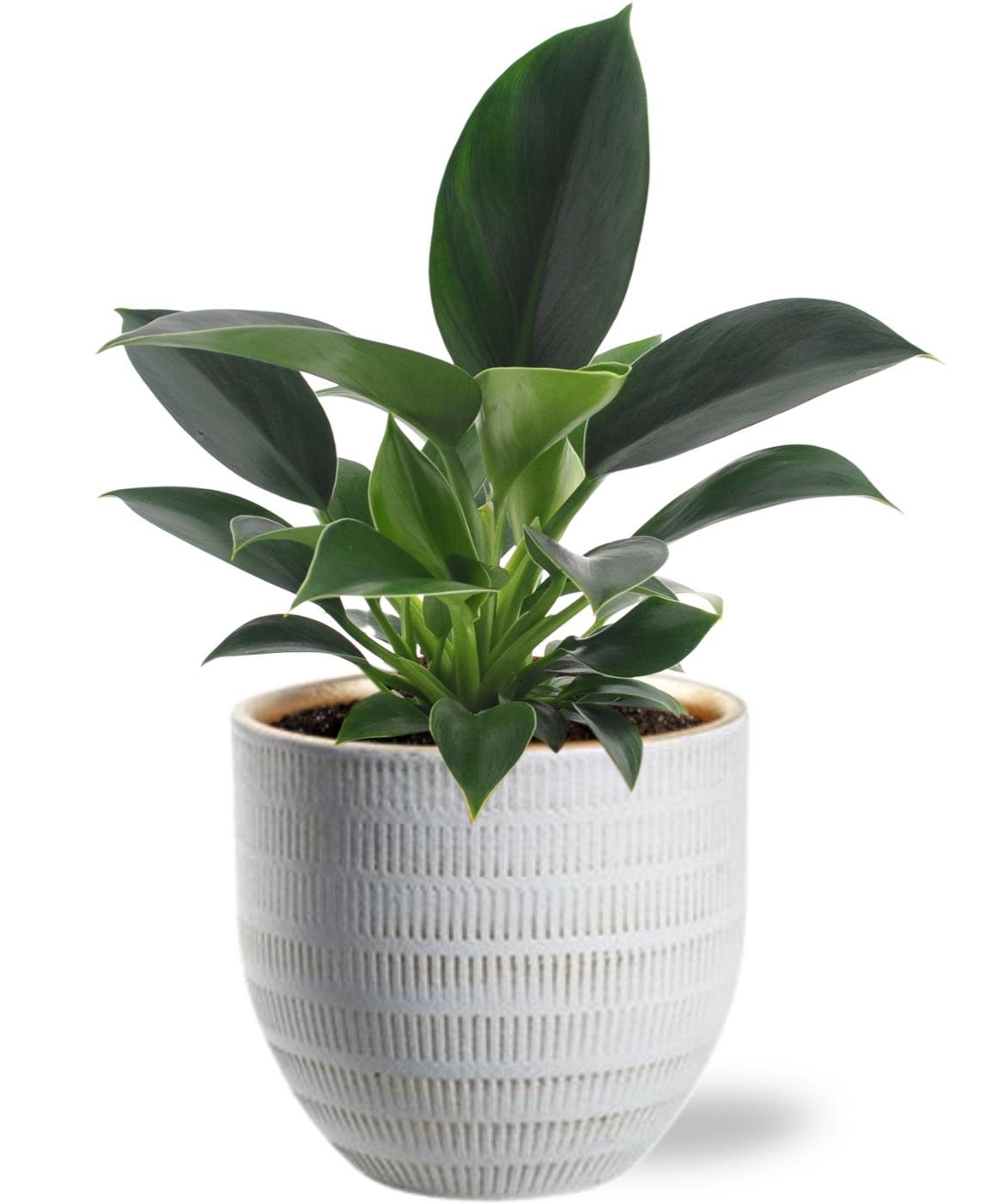 Philodendron Green Princess en pot Ø12cm  Hauteur 25cm. Plante verte type Philodendron Green Princess, livrée en pot, idéale pour intérieur lumineux.