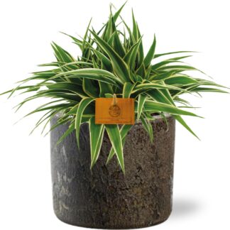 Chlorophytum Ocean en pot Ø15cm  Hauteur 25cm. Plante verte type Chlorophytum Ocean, livrée en pot, idéale pour intérieur lumineux.