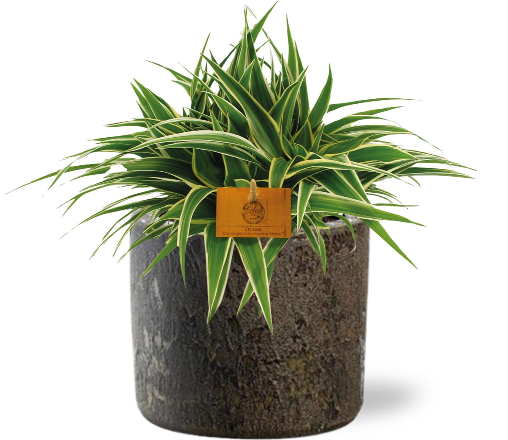 Chlorophytum Ocean en pot Ø15cm  Hauteur 25cm. Plante verte type Chlorophytum Ocean, livrée en pot, idéale pour intérieur lumineux.