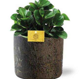Peperomia Burning Bush en pot Ø15cm  Hauteur 25cm. Plante verte type Peperomia Burning Bush, livrée en pot, idéale pour intérieur lumineux.