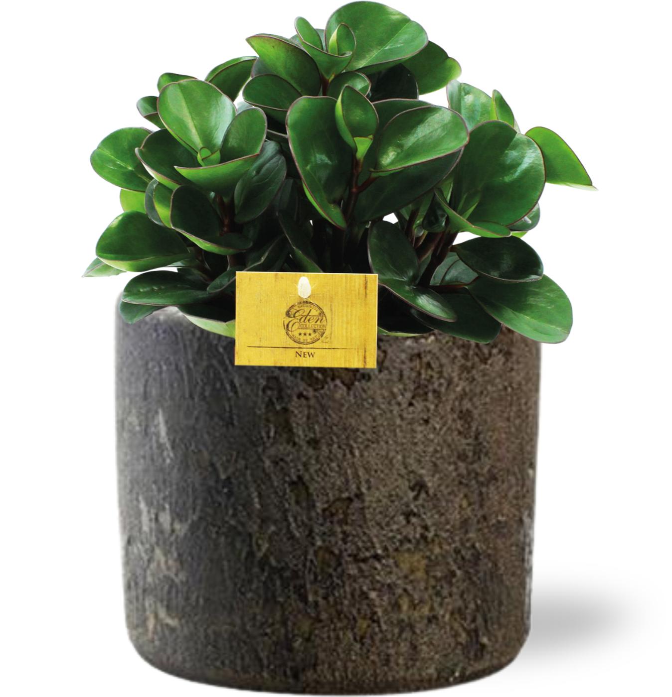 Peperomia Burning Bush en pot Ø15cm  Hauteur 25cm. Plante verte type Peperomia Burning Bush, livrée en pot, idéale pour intérieur lumineux.