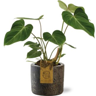 Philodendron Gloriosum en pot Ø15cm  Hauteur 40cm. Plante verte type Philodendron Gloriosum, livrée en pot, idéale pour intérieur lumineux.
