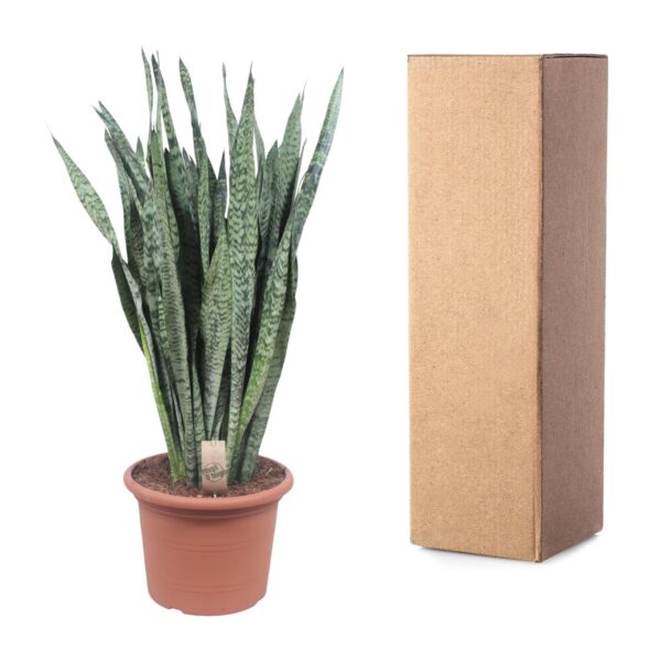Sansevieria Zeylenica en pot Ø35cm. Plante verte type Sansevieria Zeylenica, livrée en pot, idéale pour intérieur lumineux. – Image 3