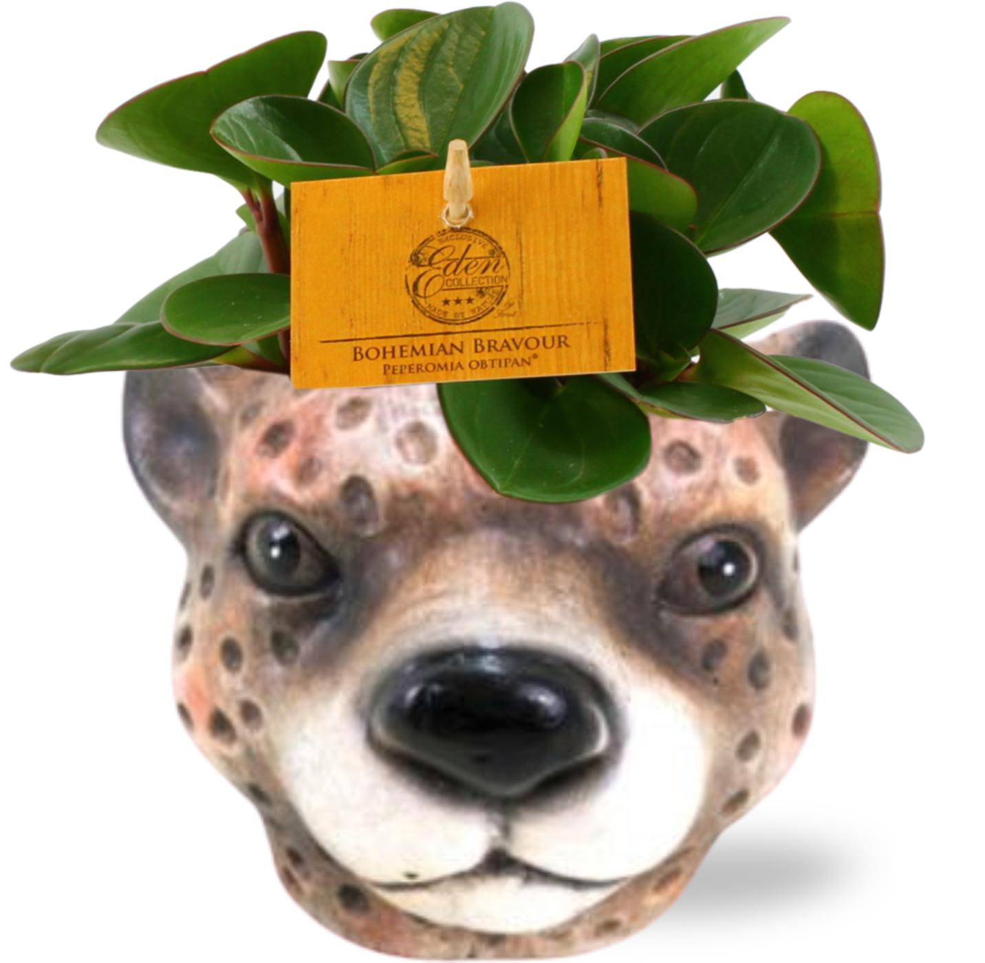 Peperomia Obtipan en pot Ø11cm  Hauteur 15cm. Plante verte type Peperomia Obtipan, livrée en pot, idéale pour intérieur lumineux.