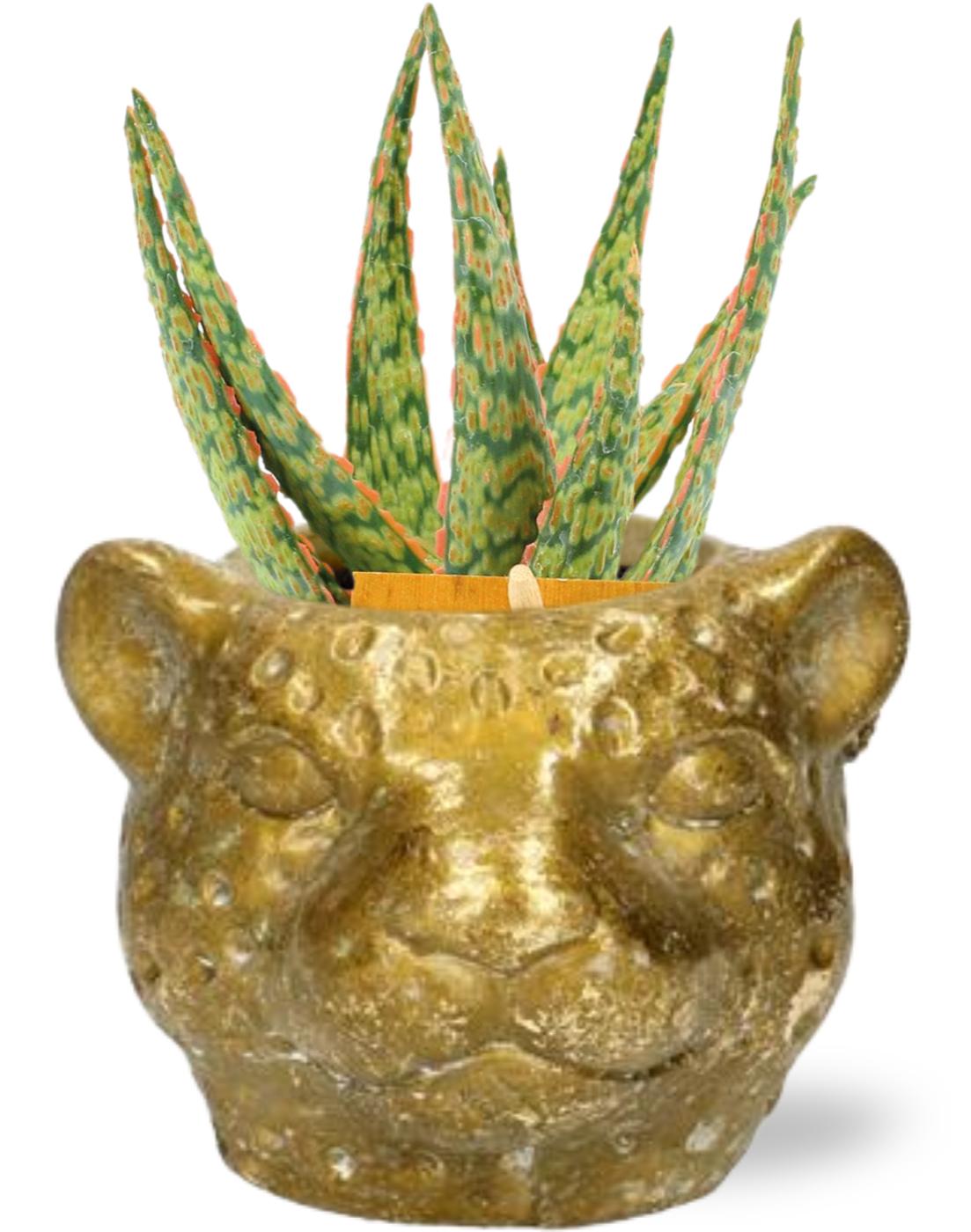 Aloe Hybride en pot Ø10cm  Hauteur 15cm. Plante verte type Aloe Hybride, livrée en pot, idéale pour intérieur lumineux.