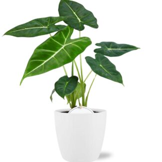 Alocasia Frydek en pot Ø12cm  Hauteur 35cm. Plante verte type Alocasia Frydek, livrée en pot, idéale pour intérieur lumineux.