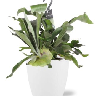 Platycerium Bifurcatum en pot Ø17cm  Hauteur 30cm. Plante verte type Platycerium Bifurcatum, livrée en pot, idéale pour intérieur lumineux.