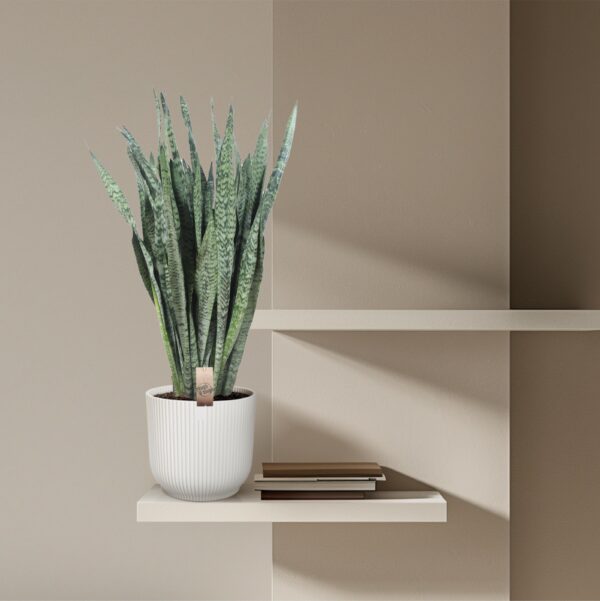 Sansevieria Zeylenica en pot Ø35cm. Plante verte type Sansevieria Zeylenica, livrée en pot, idéale pour intérieur lumineux. – Image 4