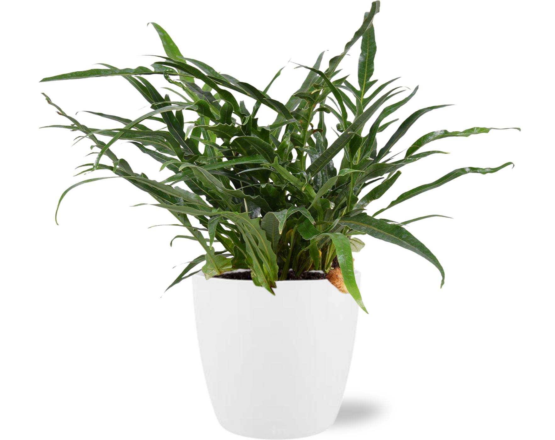 Aglaomorpha Coronans en pot Ø17cm  Hauteur 45cm. Plante verte type Aglaomorpha Coronans, livrée en pot, idéale pour intérieur lumineux.