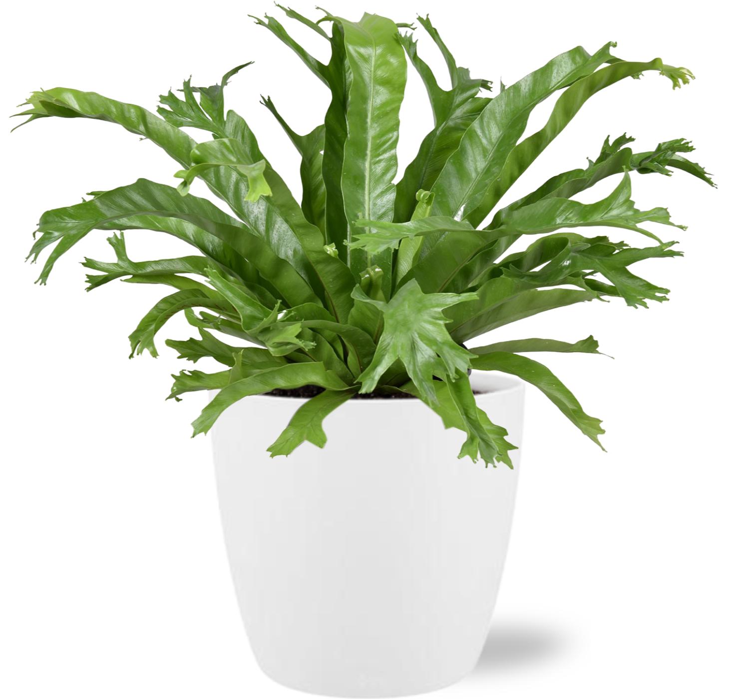 Asplenium Nidus Crissie en pot Ø17cm  Hauteur 40cm. Plante verte type Asplenium Nidus Crissie, livrée en pot, idéale pour intérieur lumineux.