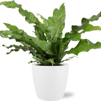 Microsorum Diversifolium en pot Ø17cm  Hauteur 45cm. Plante verte type Microsorum Diversifolium, livrée en pot, idéale pour intérieur lumineux.