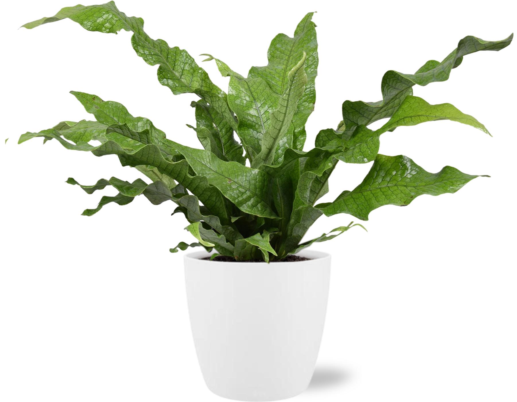 Microsorum Diversifolium en pot Ø17cm  Hauteur 45cm. Plante verte type Microsorum Diversifolium, livrée en pot, idéale pour intérieur lumineux.