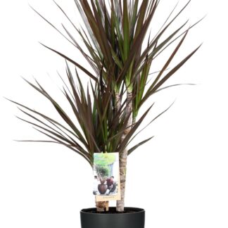Dracaena Magenta en pot Ø17cm  Hauteur 80cm. Plante verte type Dracaena Magenta, livrée en pot, idéale pour intérieur lumineux.
