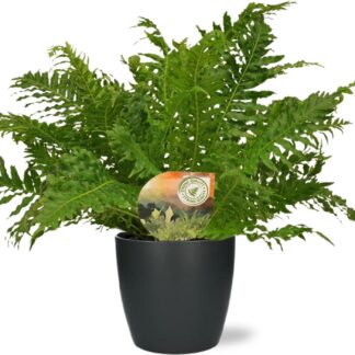 Blechnum Silver Lady en pot Ø17cm  Hauteur 50cm. Plante verte type Blechnum Silver Lady, livrée en pot, idéale pour intérieur lumineux.