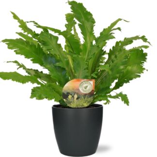 Asplenium Campio en pot Ø17cm  Hauteur 50cm. Plante verte type Asplenium Campio, livrée en pot, idéale pour intérieur lumineux.