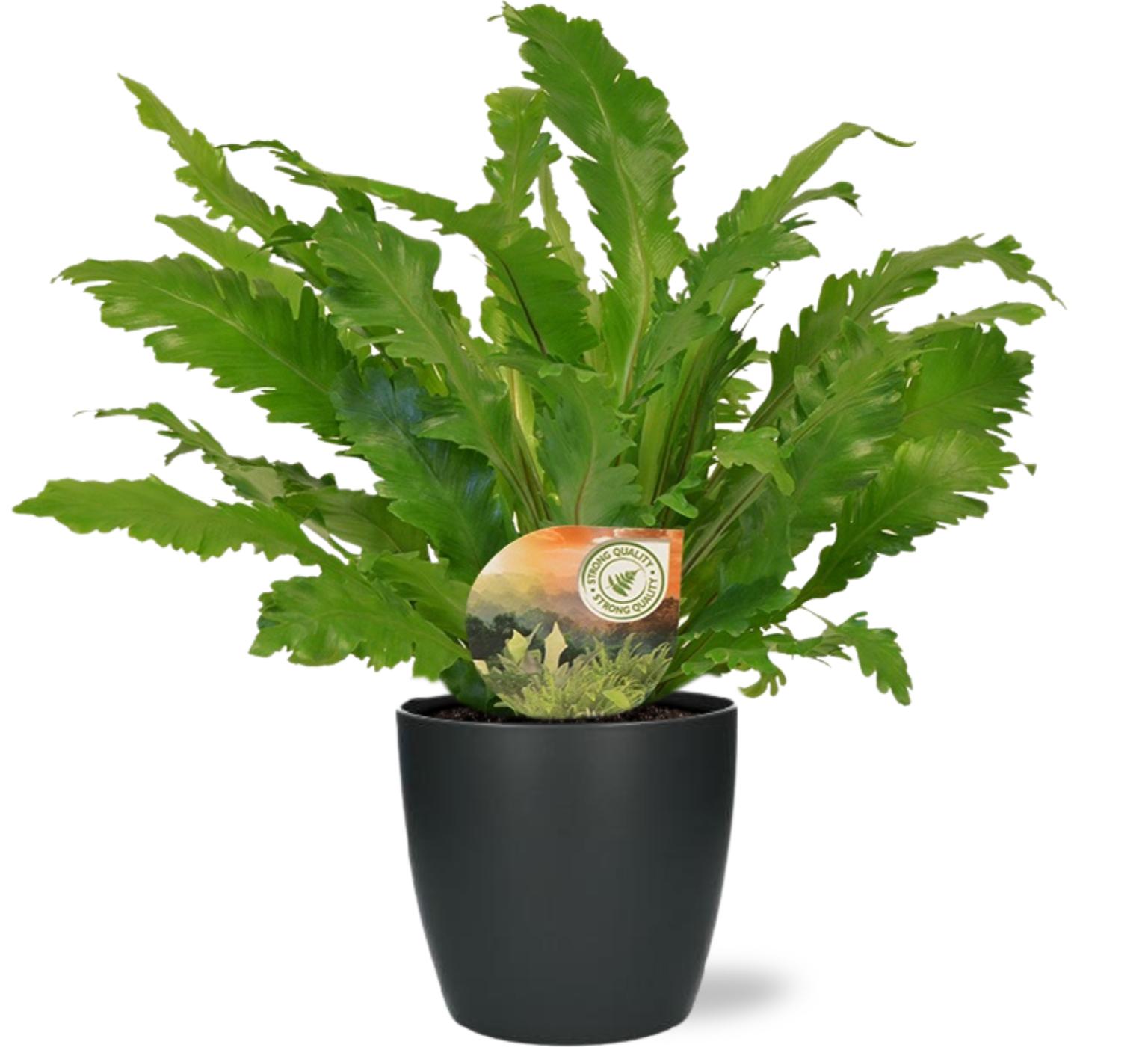 Asplenium Campio en pot Ø17cm  Hauteur 50cm. Plante verte type Asplenium Campio, livrée en pot, idéale pour intérieur lumineux.