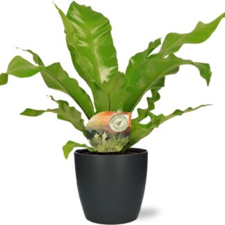 Asplenium Nidus en pot Ø17cm  Hauteur 60cm. Plante verte type Asplenium Nidus, livrée en pot, idéale pour intérieur lumineux.