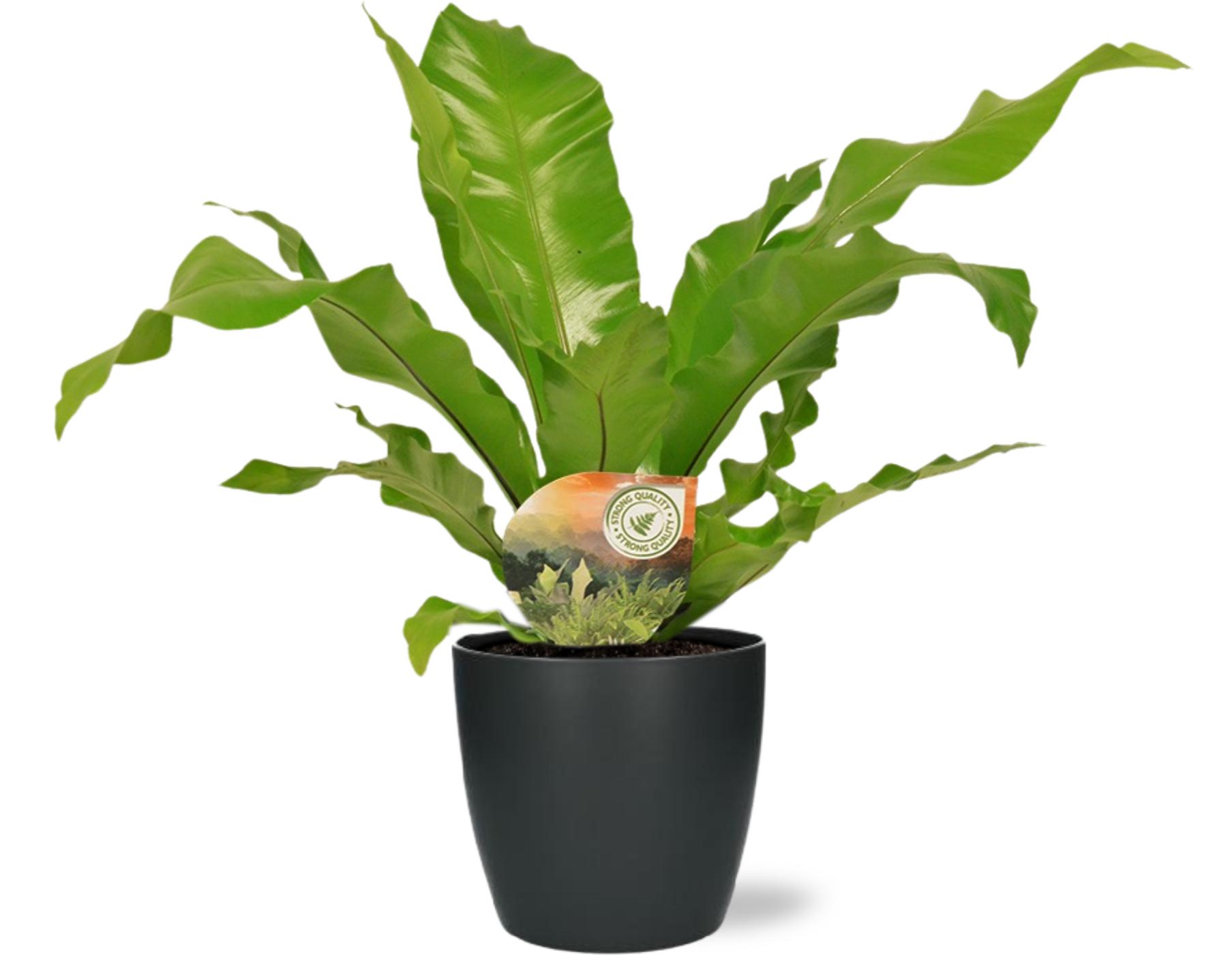 Asplenium Nidus en pot Ø17cm  Hauteur 60cm. Plante verte type Asplenium Nidus, livrée en pot, idéale pour intérieur lumineux.