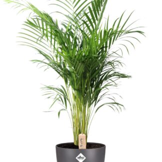Dypsis Lutescens (Areca) en pot Ø24cm  Hauteur 110cm. Plante verte type Dypsis Lutescens (Areca), livrée en pot, idéale pour intérieur lumineux.