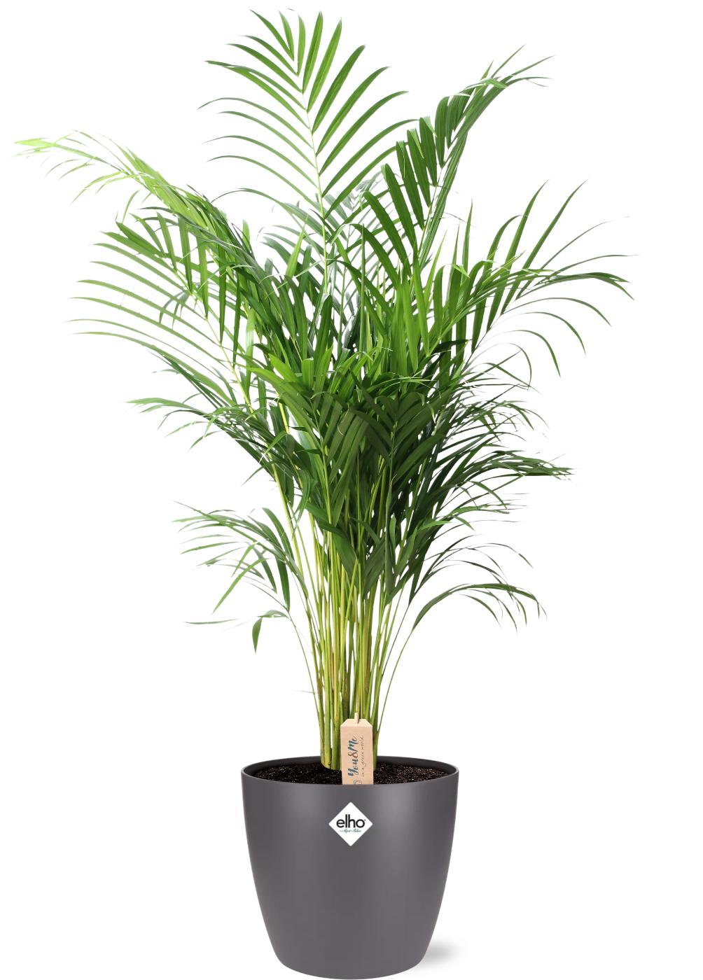 Dypsis Lutescens (Areca) en pot Ø24cm  Hauteur 110cm. Plante verte type Dypsis Lutescens (Areca), livrée en pot, idéale pour intérieur lumineux.