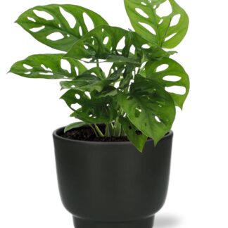 Monstera Monkey Leaf en pot Ø12cm  Hauteur 30cm. Plante verte type Monstera Monkey Leaf, livrée en pot, idéale pour intérieur lumineux.