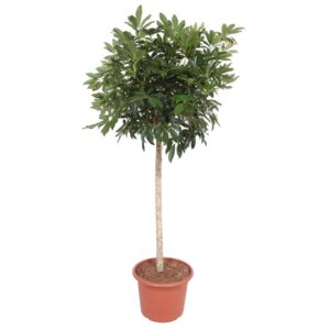 Schefflera Arboricola Compacta boom en pot Ø45cm. Plante verte type Schefflera Arboricola Compacta boom, livrée en pot, idéale pour intérieur lumineux.