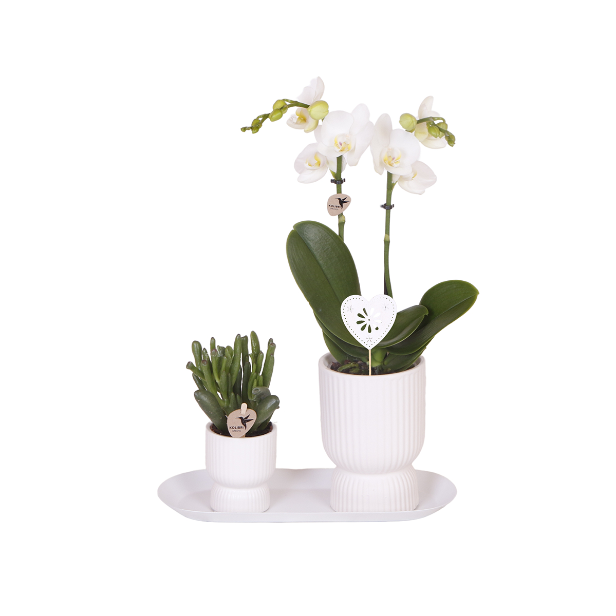 Kolibri Orchids | Plantenset Love wit small| Groene planten met witte Phalaenopsis orchidee in witte sierpotten op wit dienblad en pot. Plante verte type Kolibri Orchids | Plantenset Love wit small| Groene planten met witte Phalaenopsis orchidee in witte sierpotten op wit dienblad, livrée en pot, idéale pour intérieur lumineux.