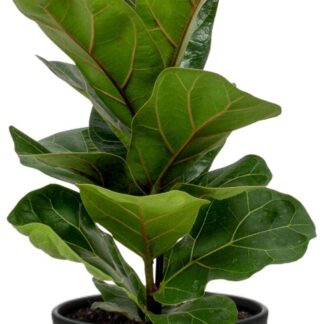 Ficus Lyrata en pot Ø12cm  Hauteur 30cm. Plante verte type Ficus Lyrata, livrée en pot, idéale pour intérieur lumineux.