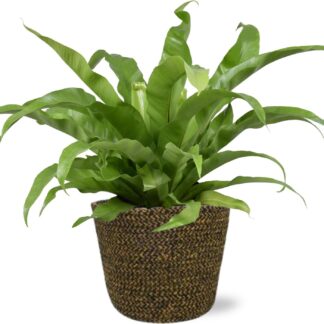 Asplenium Antiquum en pot Ø17cm  Hauteur 45cm. Plante verte type Asplenium Antiquum, livrée en pot, idéale pour intérieur lumineux.