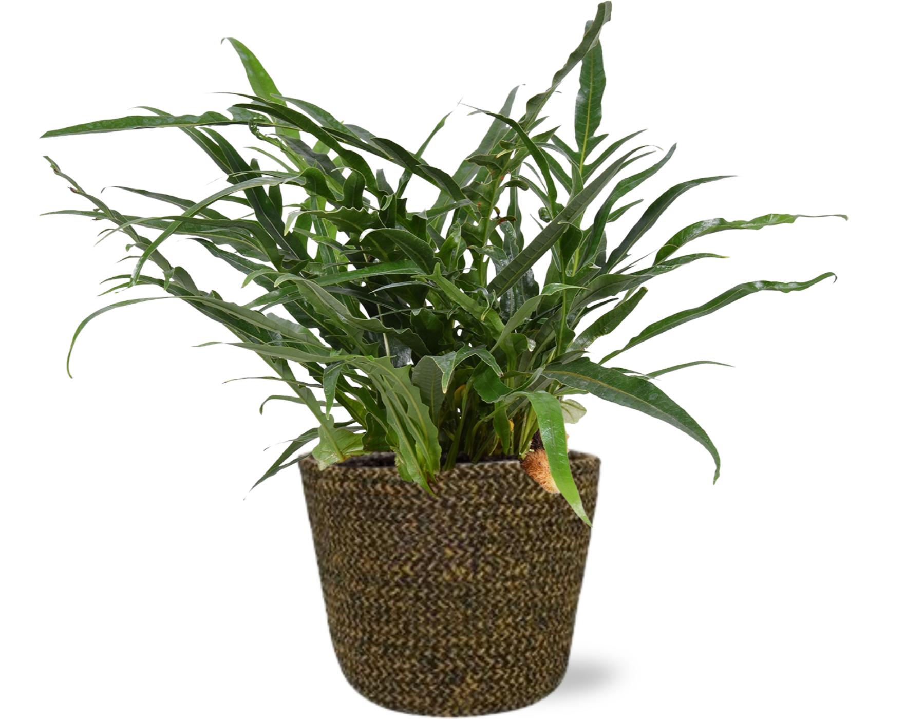 Aglaomorpha Coronans en pot Ø17cm  Hauteur 45cm. Plante verte type Aglaomorpha Coronans, livrée en pot, idéale pour intérieur lumineux.