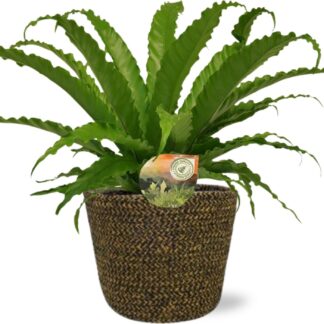 Asplenium Osaka en pot Ø17cm  Hauteur 40cm. Plante verte type Asplenium Osaka, livrée en pot, idéale pour intérieur lumineux.