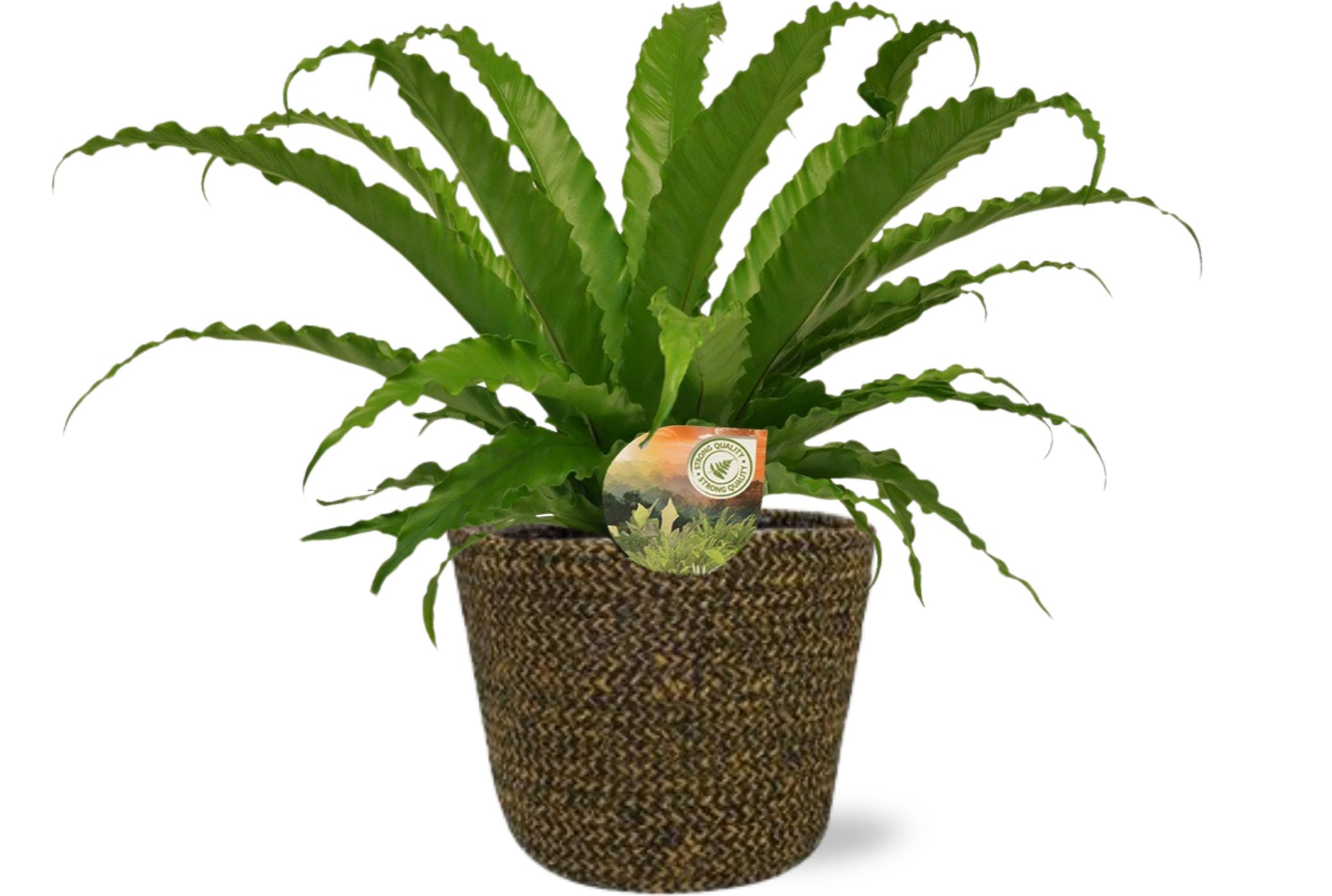 Asplenium Osaka en pot Ø17cm  Hauteur 40cm. Plante verte type Asplenium Osaka, livrée en pot, idéale pour intérieur lumineux.