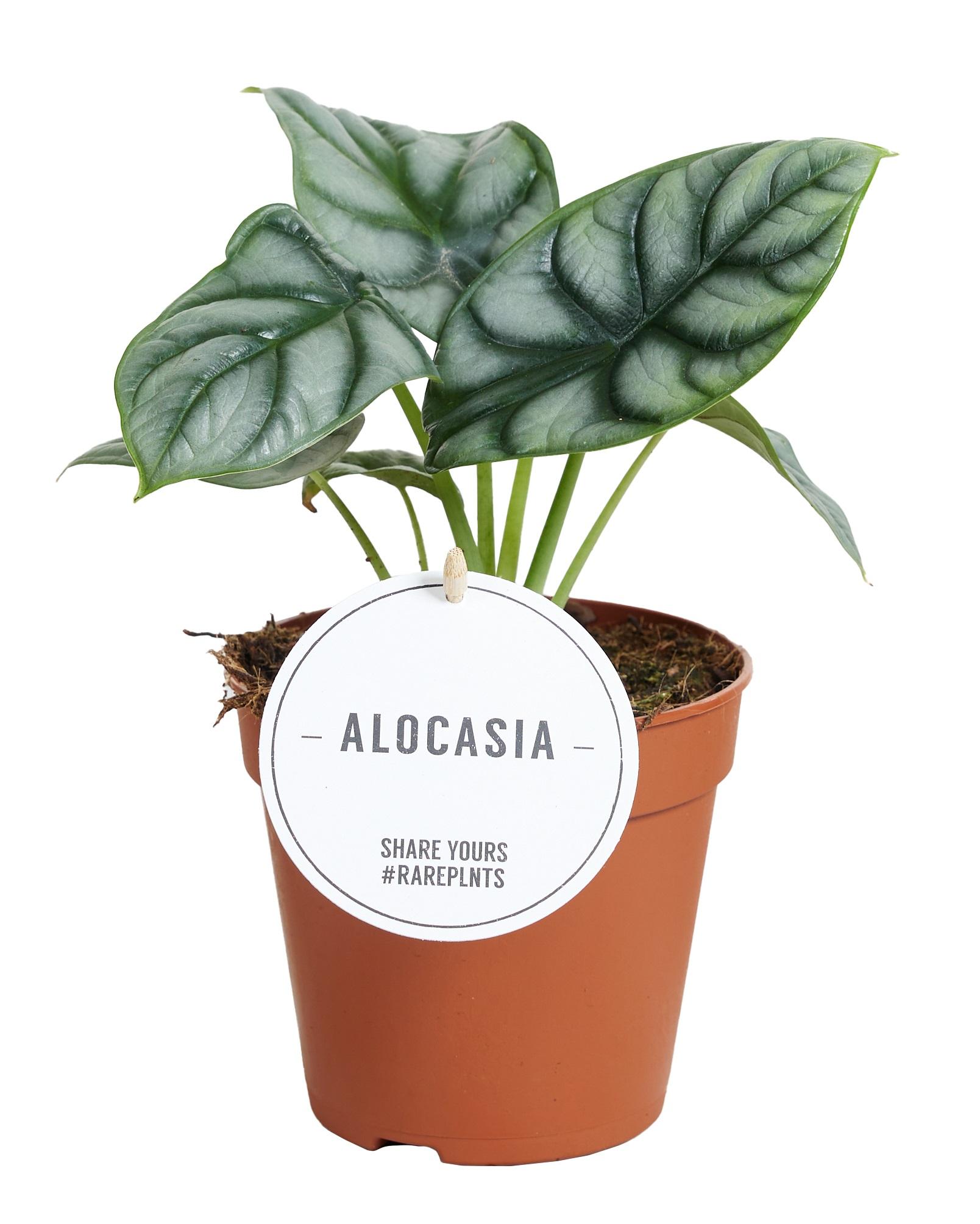Alocasia Silver Dragon en pot Ø12cm  Hauteur 25cm. Plante verte type Alocasia Silver Dragon, livrée en pot, idéale pour intérieur lumineux.