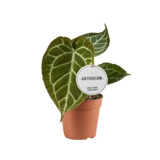 Anthurium Crystallinum en pot Ø12cm  Hauteur 20cm. Plante verte type Anthurium Crystallinum, livrée en pot, idéale pour intérieur lumineux.