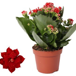 Kalanchoe Rosalina Don Justino Rood en pot Ø12cm  Hauteur 27cm. Plante verte type Kalanchoe Rosalina Don Justino Rood, livrée en pot, idéale pour intérieur lumineux.