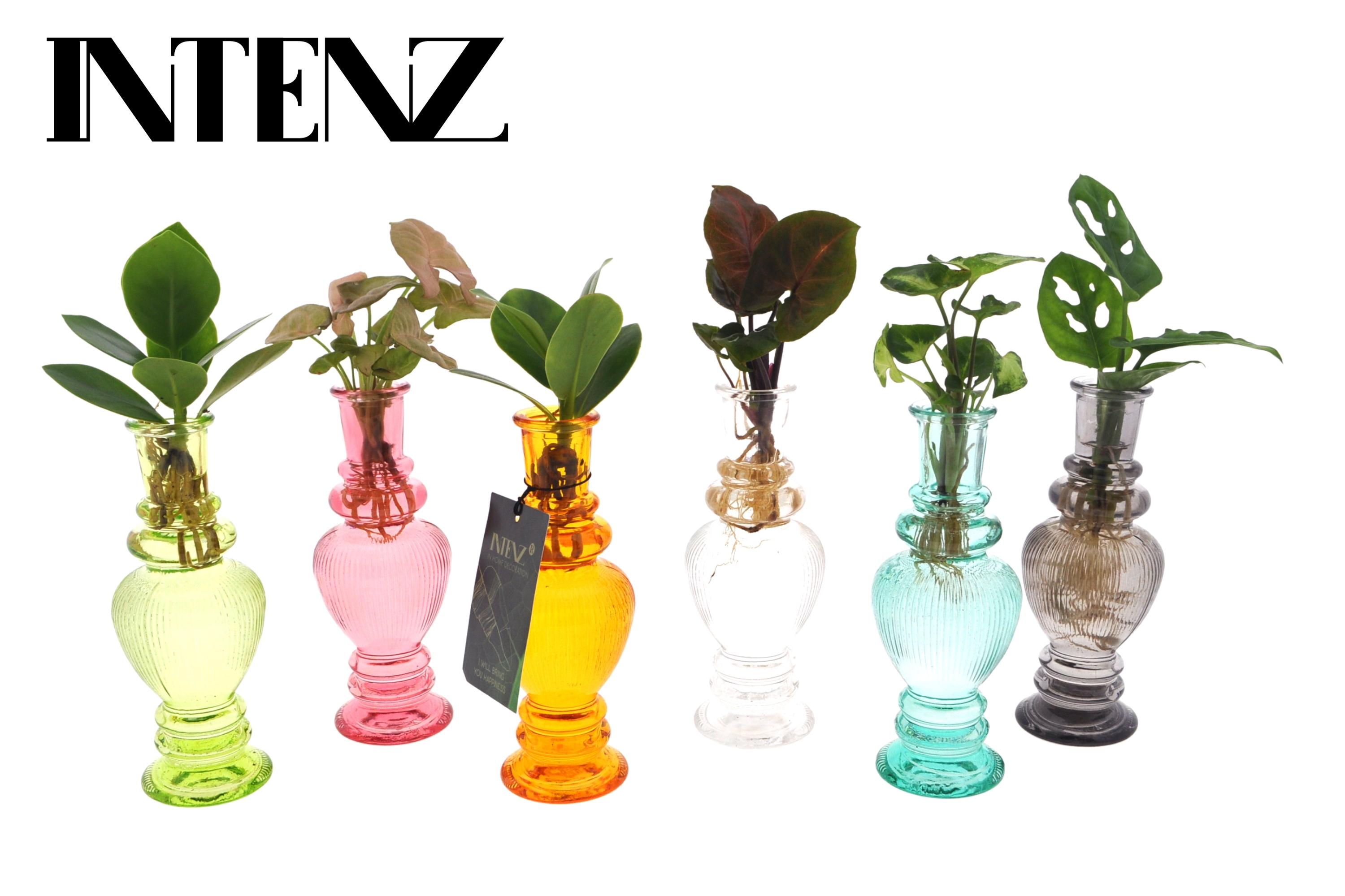 Kamerplanten Mix in Venice Glas en pot Ø7cm  Hauteur 20cm. Plante verte type Kamerplanten Mix in Venice Glas, livrée en pot, idéale pour intérieur lumineux.